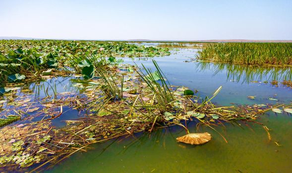 Flowers and lotus leaves among a large lake in the Krasnodar region, Russia.