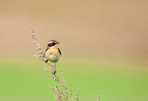 Stonechat. A small birdie, the size of a robin, is sitting in a thin grass sprig, in summertime, among the endless fields of Russia. The concept of wildlife and its conservation.