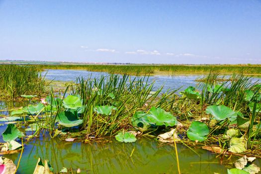 Flowers and lotus leaves among a large lake in the Krasnodar region, Russia.