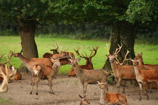 Many deers graze in the forest