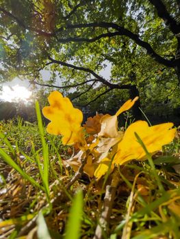 The yellow leaf lies on green grass, close view, autumn is in full swing, black tree trunks, sun rays. High quality photo