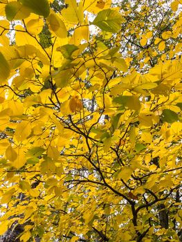 The yellow leaves heading on the tree, close-up view, autumn is in full swing, black tree trunks. High quality photo