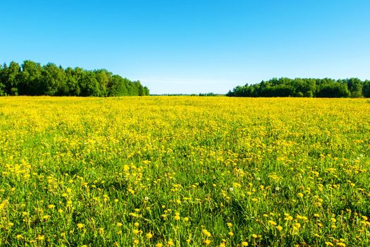 Yellow dandelions. Bright, juicy dandelion flowers against the background of green spring meadows in late May.