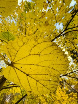 The yellow leaf heading on the tree, close-up view, autumn is in full swing, black tree trunks. High quality photo