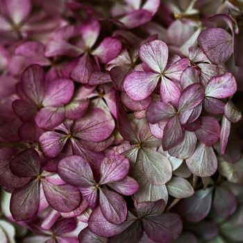 Background from purple Hydrangea flowers. Hortensia in autumn.