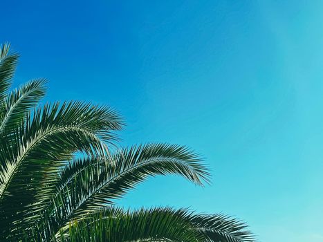 Summer holiday and tropical nature concept. Palm tree and blue sky in summertime.