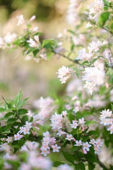 Closeup white flowers. Concept of spring inspirations and blooming tree.