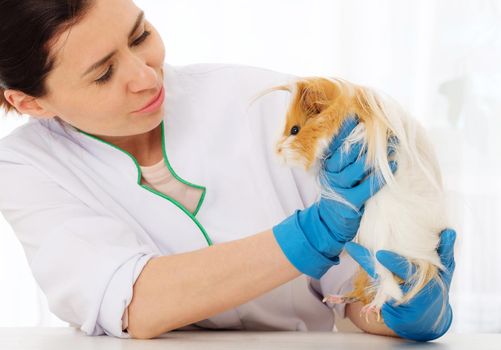 Professional vet nicely examining peruvian guinea pig patient