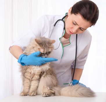 Hard-working vet physician inspecting gray hairy patient cat