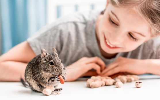 Young girl observe the degu squirrel eats nuts on white table