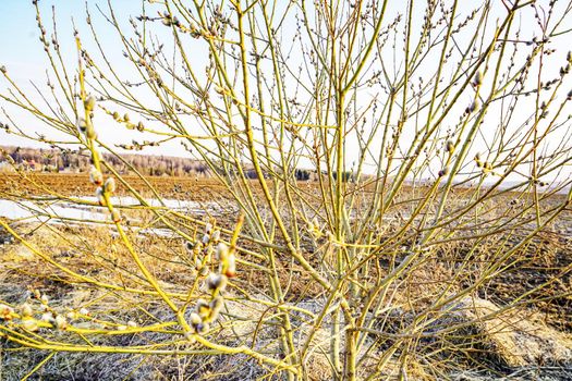 Branches of willow with buds in early spring. Branches of willow with earrings. Spring horizontal background.Spring buds on a willow tree.