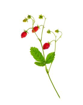 Strawberry branch with ripe red berries and green leaves. Studio Photo