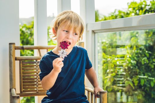 The boy holds smoothies from a dragon fruit with a mint leaf and a drinking straw.