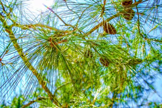 Long pine needles and cones against the blue sky. Beautiful floral background.
