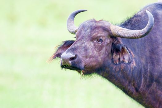 bull Kenya National Park.African buffalo,Syncerus caffer, bull, Kenya national park