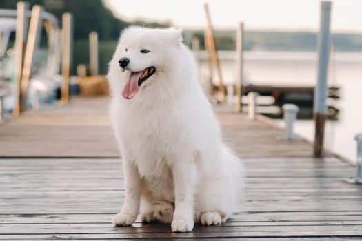 A large white Samoyed dog is sitting on the pier near the yacht.
