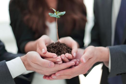 Business team holding together fresh green sprout closeup.concept of teamwork