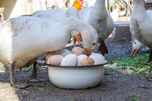 geese and chicken on the farm, eggs in a bowl.