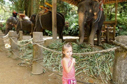 Little caucasian girl standing near tamed and tied elephants. Concept of traveling with children to exotic countries and wild domesticated animals.