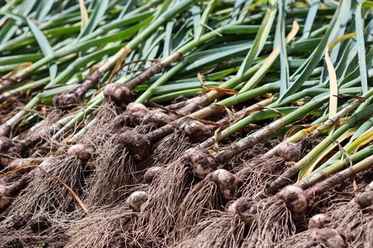 Harvesting garlic in the garden. Harvest concept