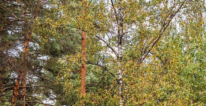 Bright yellow leaves on birch branches. Autumn background