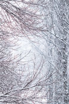 Snowing landscape, winter holiday concept - Fairytale fluffy snow-covered trees branches, nature scenery with white snow and cold weather. Snowfall in winter park. Soft focus