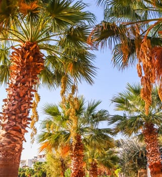 Palms (Date palms) against the blue sky in sunset