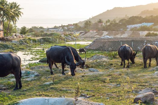 Buffaloes in the field in Vietnam, Nha Trang.