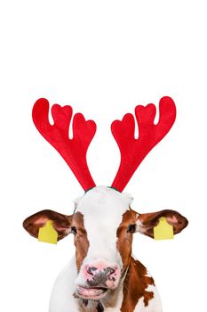 Christmas funny cow isolated on white background. Cow portrait in Christmas Reindeer Antlers Headband.