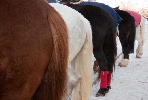 photo of horse backs in row