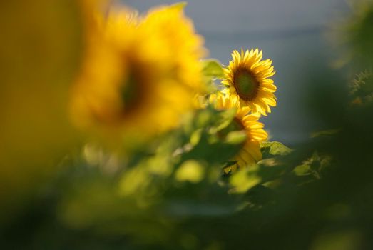 sunflower at sunny day   (NIKON D80; 6.7.2007; 1/320 at f/6.3; ISO 400; white balance: Auto; focal length: 500 mm)