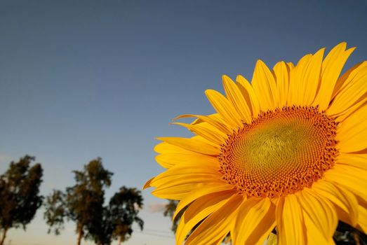 sunflower at sunny day   (NIKON D80; 6.7.2007; 1/100 at f/8; ISO 400; white balance: Auto; focal length: 18 mm)