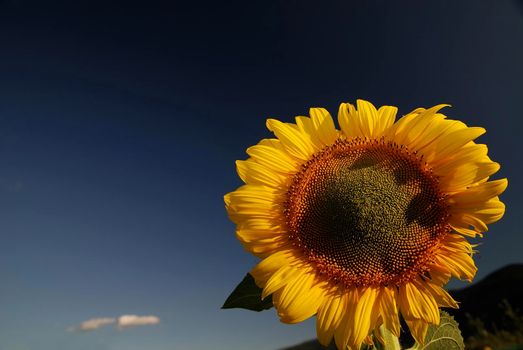 sunflower at sunny day   (NIKON D80; 6.7.2007; 1/100 at f/5.6; ISO 100; white balance: Auto; focal length: 18 mm)
