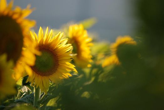 sunflower at sunny day   (NIKON D80; 6.7.2007; 1/320 at f/6.3; ISO 400; white balance: Auto; focal length: 500 mm)