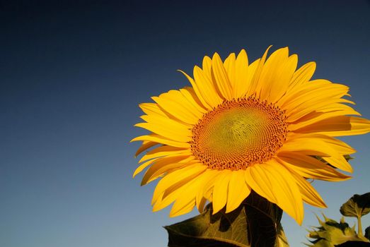 sunflower at sunny day   (NIKON D80; 6.7.2007; 1/100 at f/8; ISO 400; white balance: Auto; focal length: 18 mm)