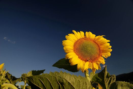 sunflower at sunny day   (NIKON D80; 6.7.2007; 1/100 at f/5.6; ISO 100; white balance: Auto; focal length: 18 mm)