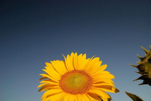 sunflower at sunny day   (NIKON D80; 6.7.2007; 1/100 at f/8; ISO 400; white balance: Auto; focal length: 18 mm)