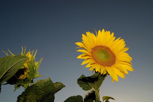 sunflower at sunny day   (NIKON D80; 6.7.2007; 1/200 at f/11; ISO 400; white balance: Auto; focal length: 29 mm)