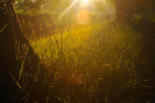 beautiful fresh morning with sun rays and dramatic light