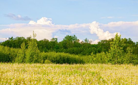 Yellow dandelions. Bright, juicy dandelion flowers against the background of green spring meadows in late May.