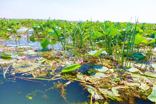 Flowers and lotus leaves among a large lake in the Krasnodar region, Russia.