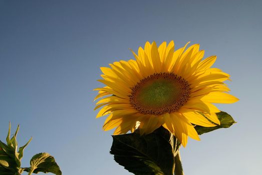 sunflower at sunny day   (NIKON D80; 6.7.2007; 1/100 at f/8; ISO 400; white balance: Auto; focal length: 24 mm)