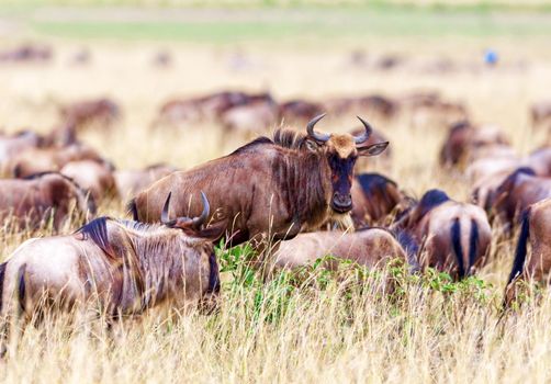 Wildebeest graze in Kenya, national park. The concept of wildlife and its protection.