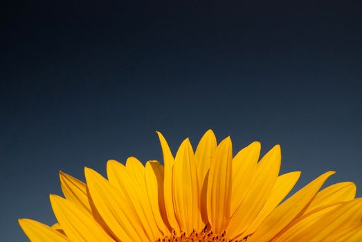 sunflower at sunny day   (NIKON D80; 6.7.2007; 1/100 at f/8; ISO 400; white balance: Auto; focal length: 18 mm)