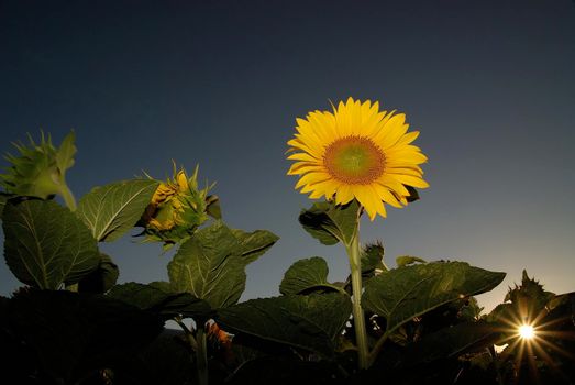 sunflower at sunny day   (NIKON D80; 6.7.2007; 1/200 at f/11; ISO 400; white balance: Auto; focal length: 18 mm)