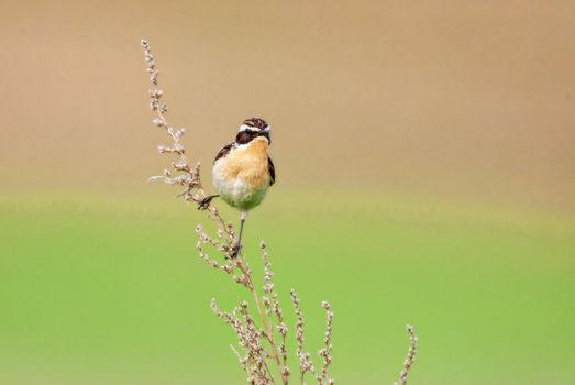 Stonechat. A small birdie, the size of a robin, is sitting in a thin grass sprig, in summertime, among the endless fields of Russia. The concept of wildlife and its conservation.