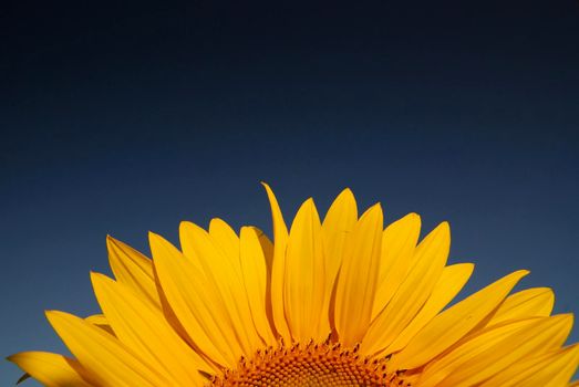 sunflower at sunny day   (NIKON D80; 6.7.2007; 1/100 at f/8; ISO 400; white balance: Auto; focal length: 18 mm)