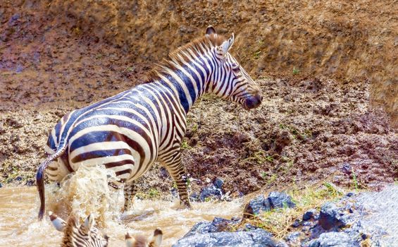 Crossing Kenya. National park. Wildebeests and zebras cross the river. Concept of wildlife, wildlife conservation. Travel concept, photo safari.