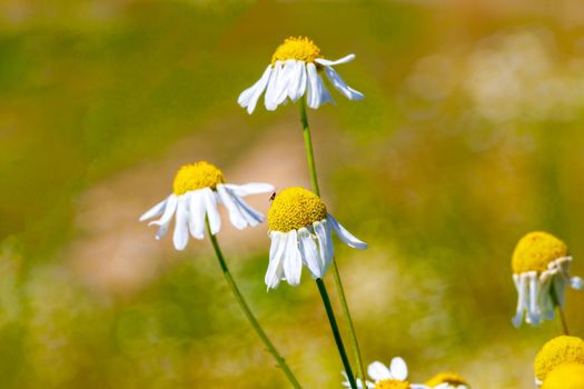 Chamomile flowers lit by the morning sun in the summer in the field. close-up. Concept of wildlife, summer outdoor recreation. Beautiful background for a magazine.