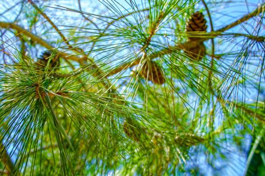 Long pine needles and cones against the blue sky. Beautiful floral background.